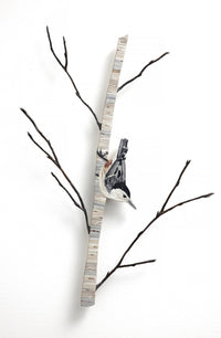 Nuthatch