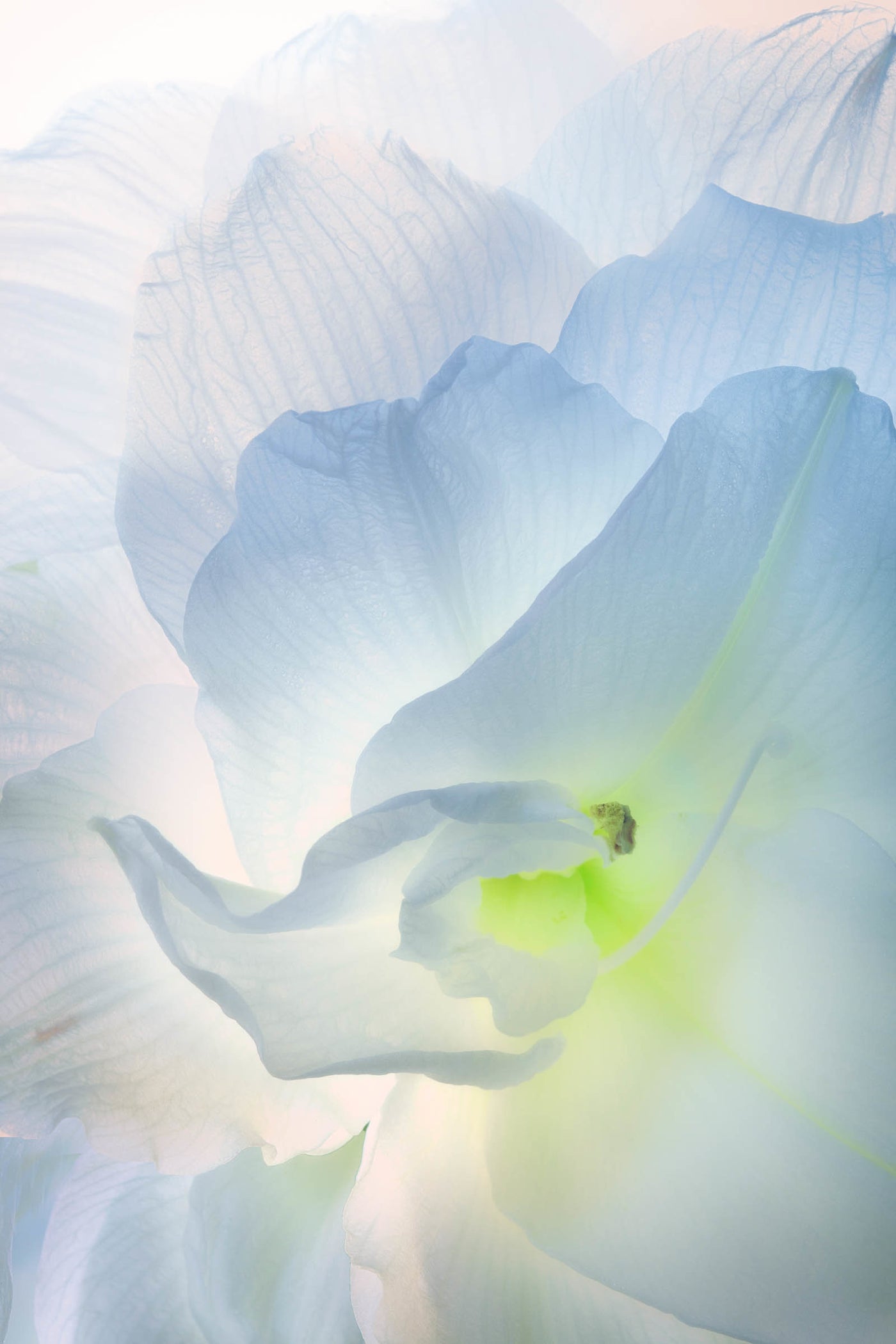 Amaryllis II