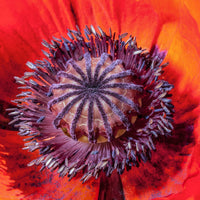 Red Poppy