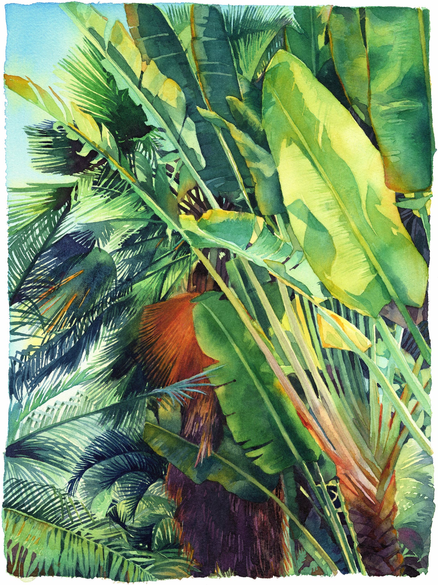 Cayman Palm