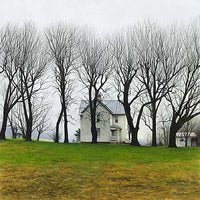 Misty Morning - Spring Trees