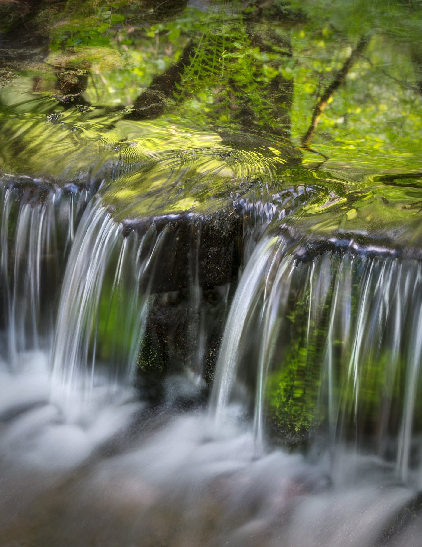 Fern Spring
