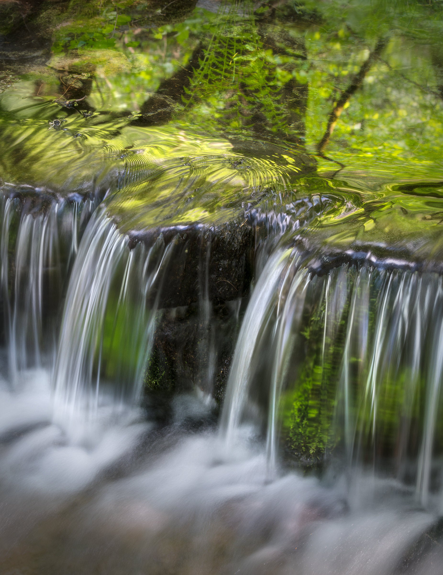 Fern Spring