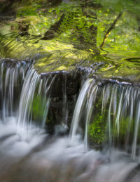 Fern Spring