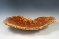 Red Mallee Eucalyptus Burl I