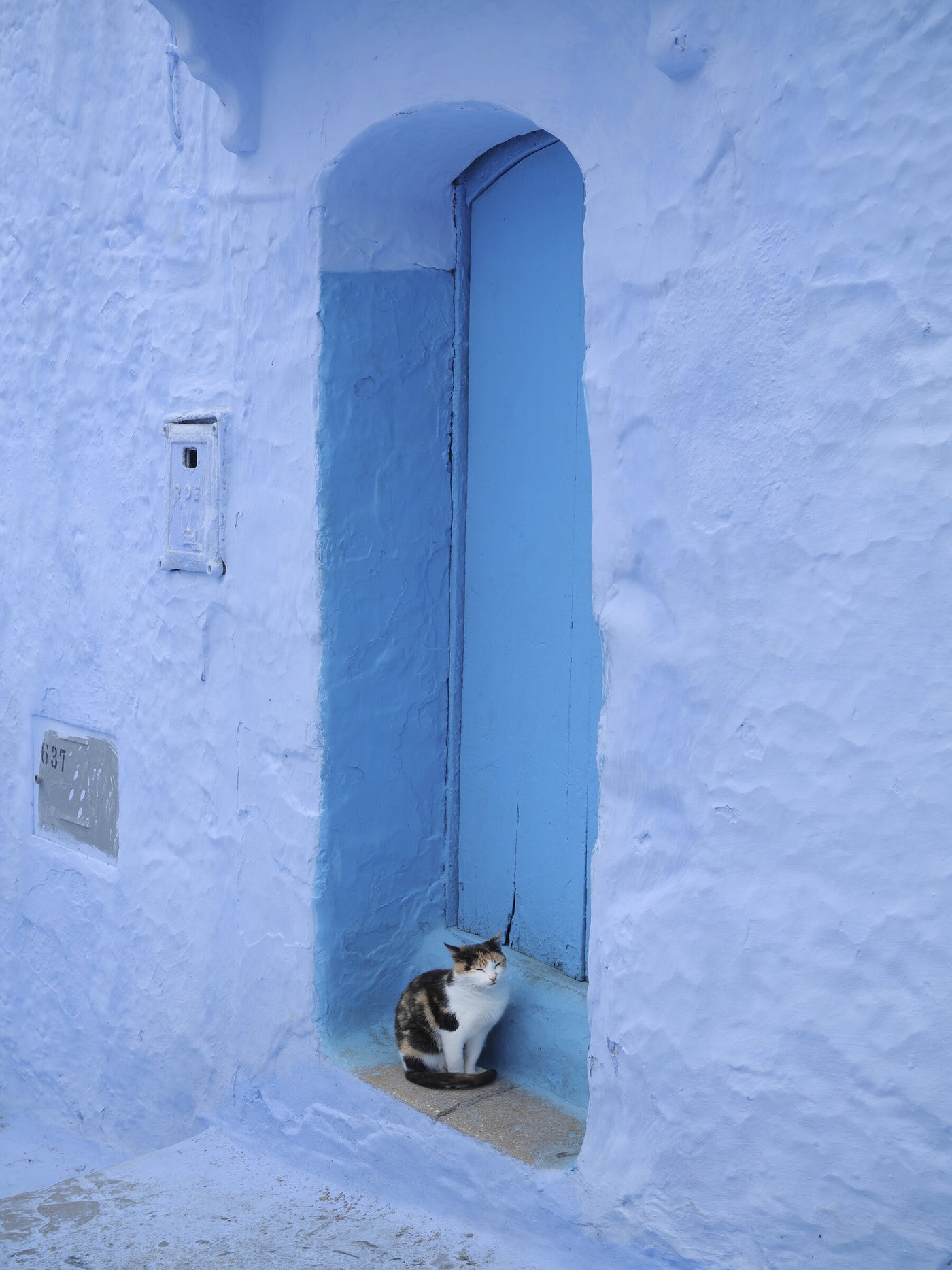 Cat in Blue Doorway, Morocco