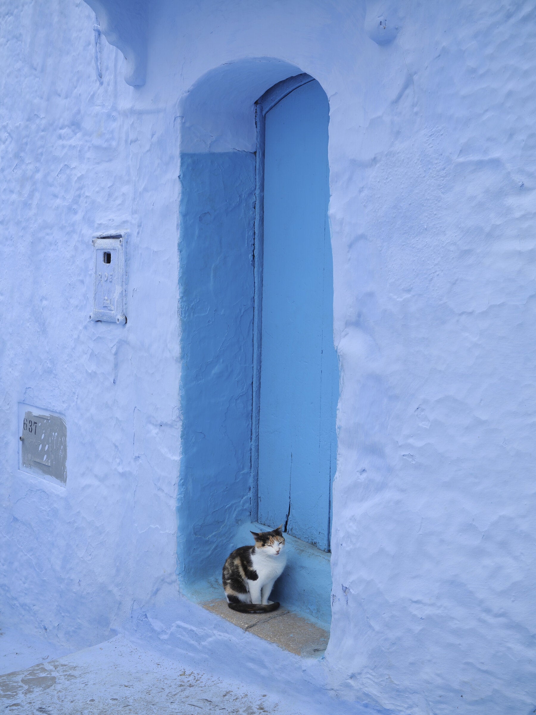 Cat in Blue Doorway, Morocco