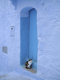 Cat in Blue Doorway, Morocco