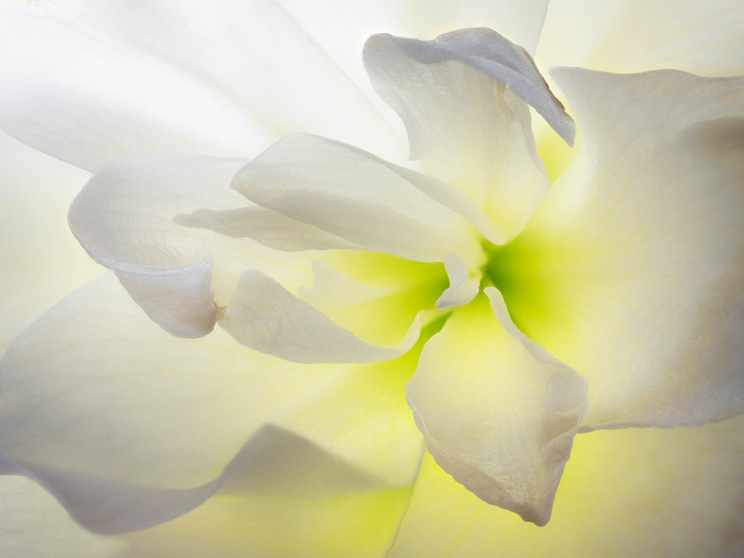 Amaryllis