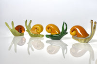 Transparent Shell, Light Green, Dark Green, Rainbow Tan