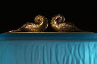 Nautilus Box with Bronze
