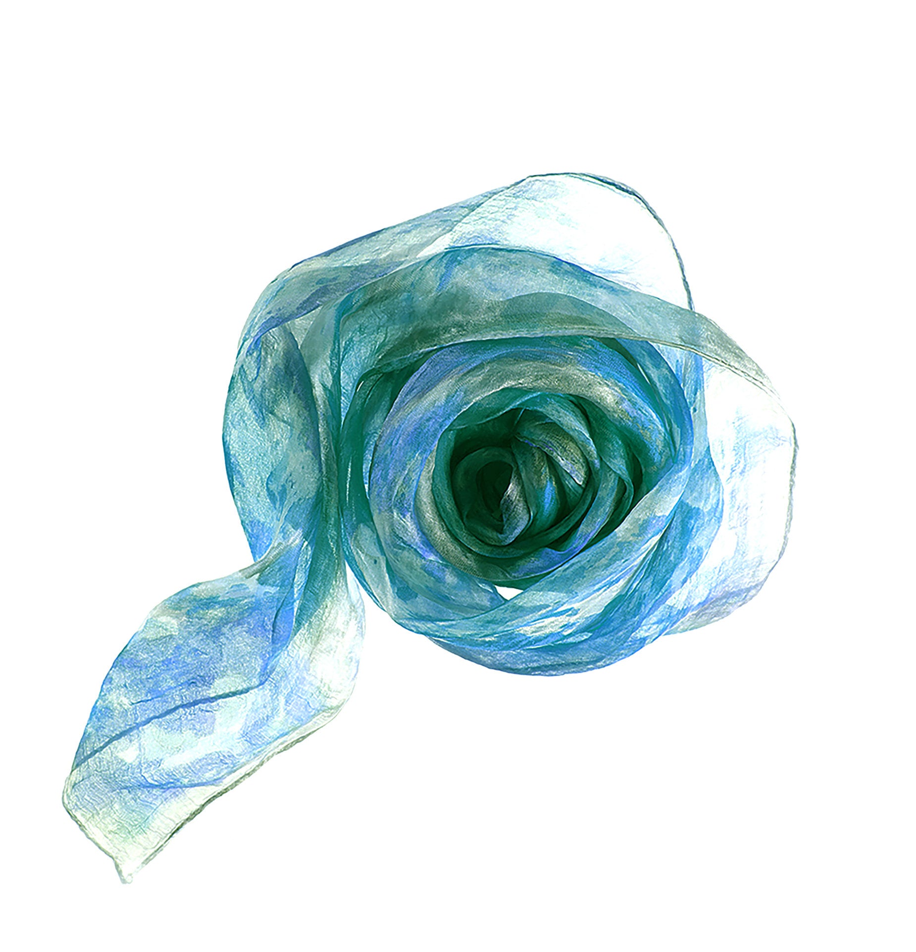 Blue Chrysanthemum