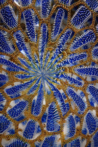 Cerulean and Gold Foglio