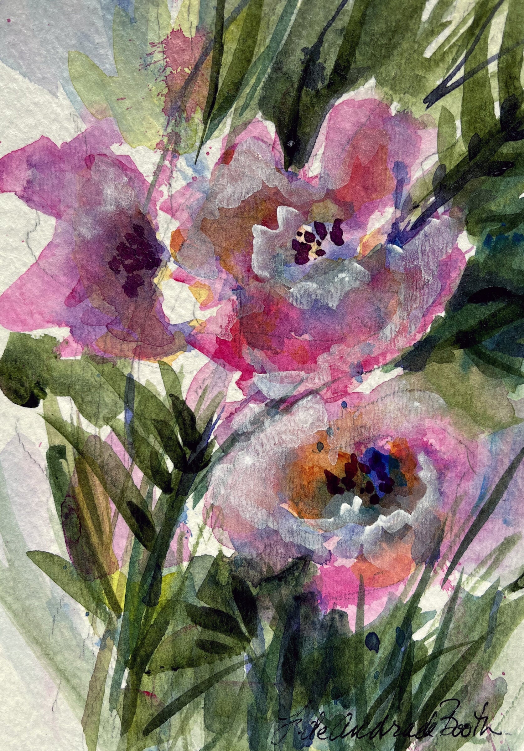 Pink Poppies