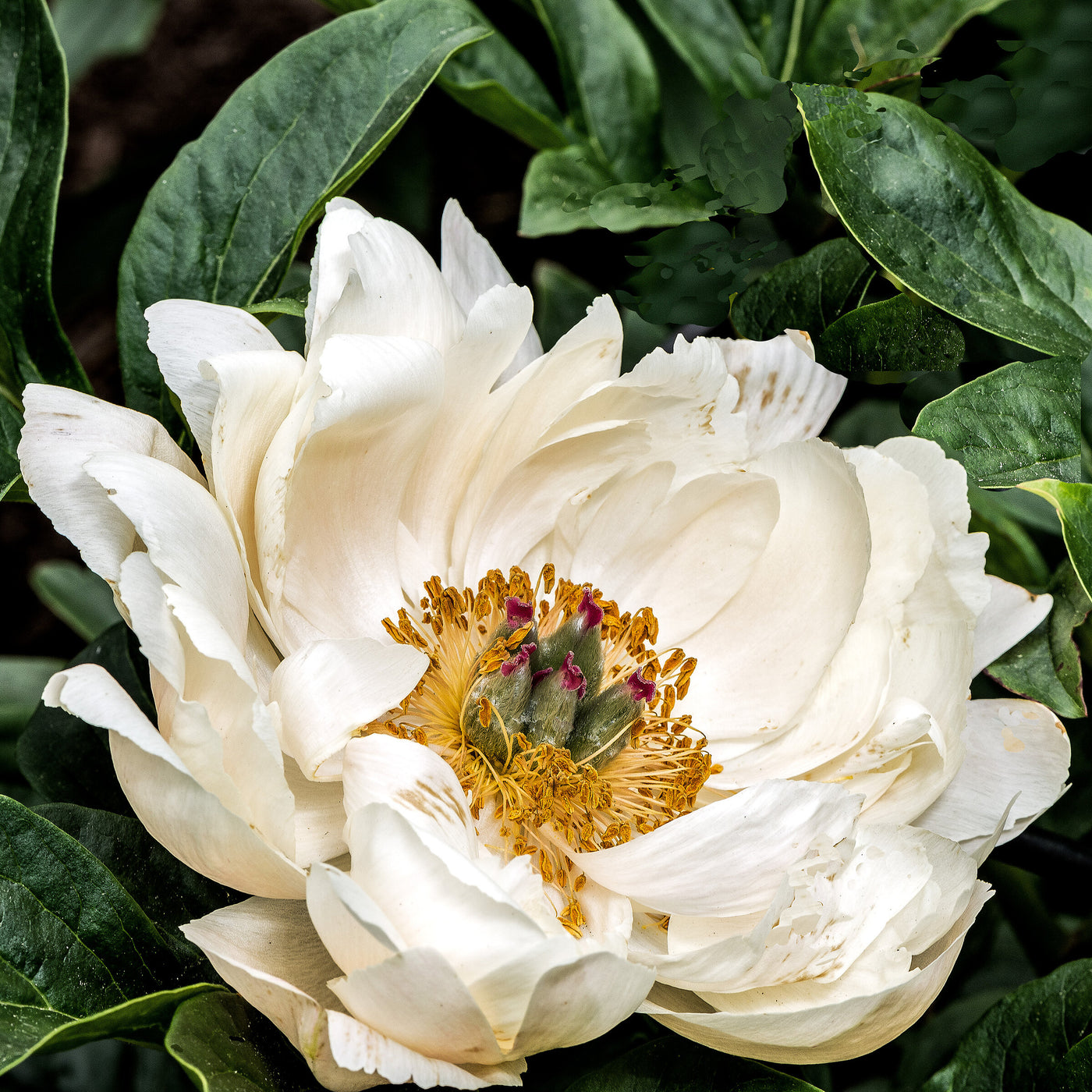 White Tree Peony