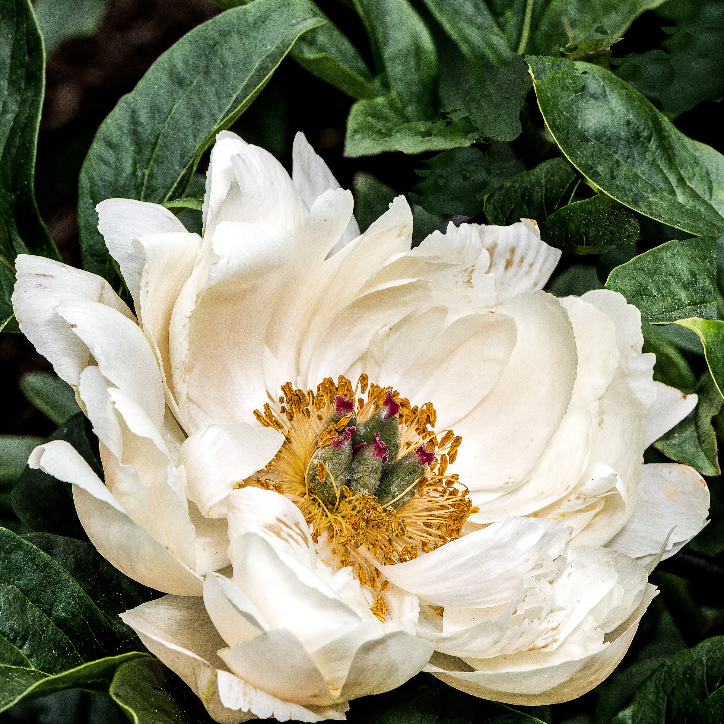 White Tree Peony
