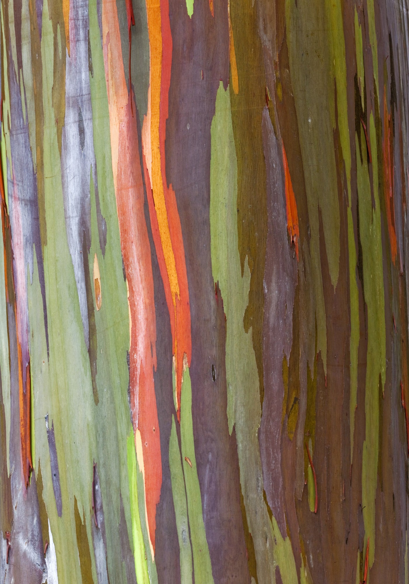 Rainbow Tree Bark II