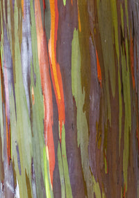 Rainbow Tree Bark II