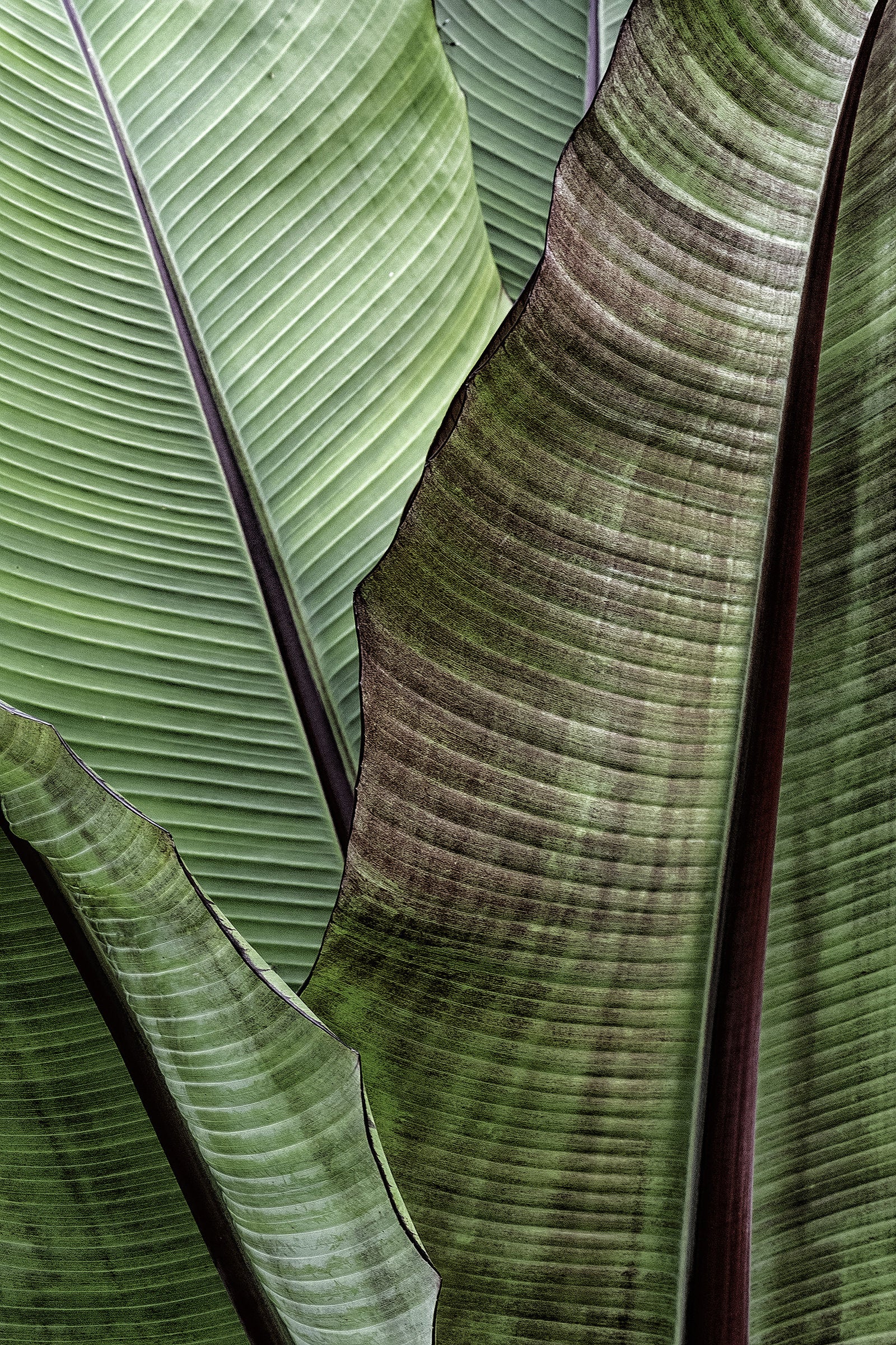 Macro Leaf