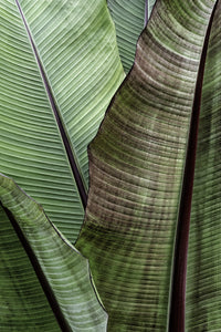 Macro Leaf