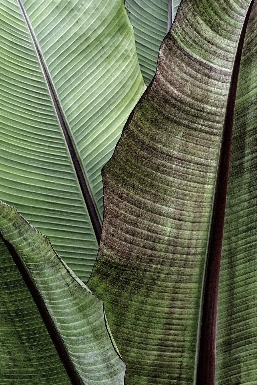 Macro Leaf