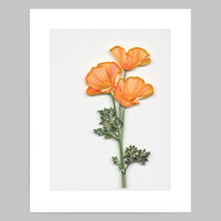 California Poppies