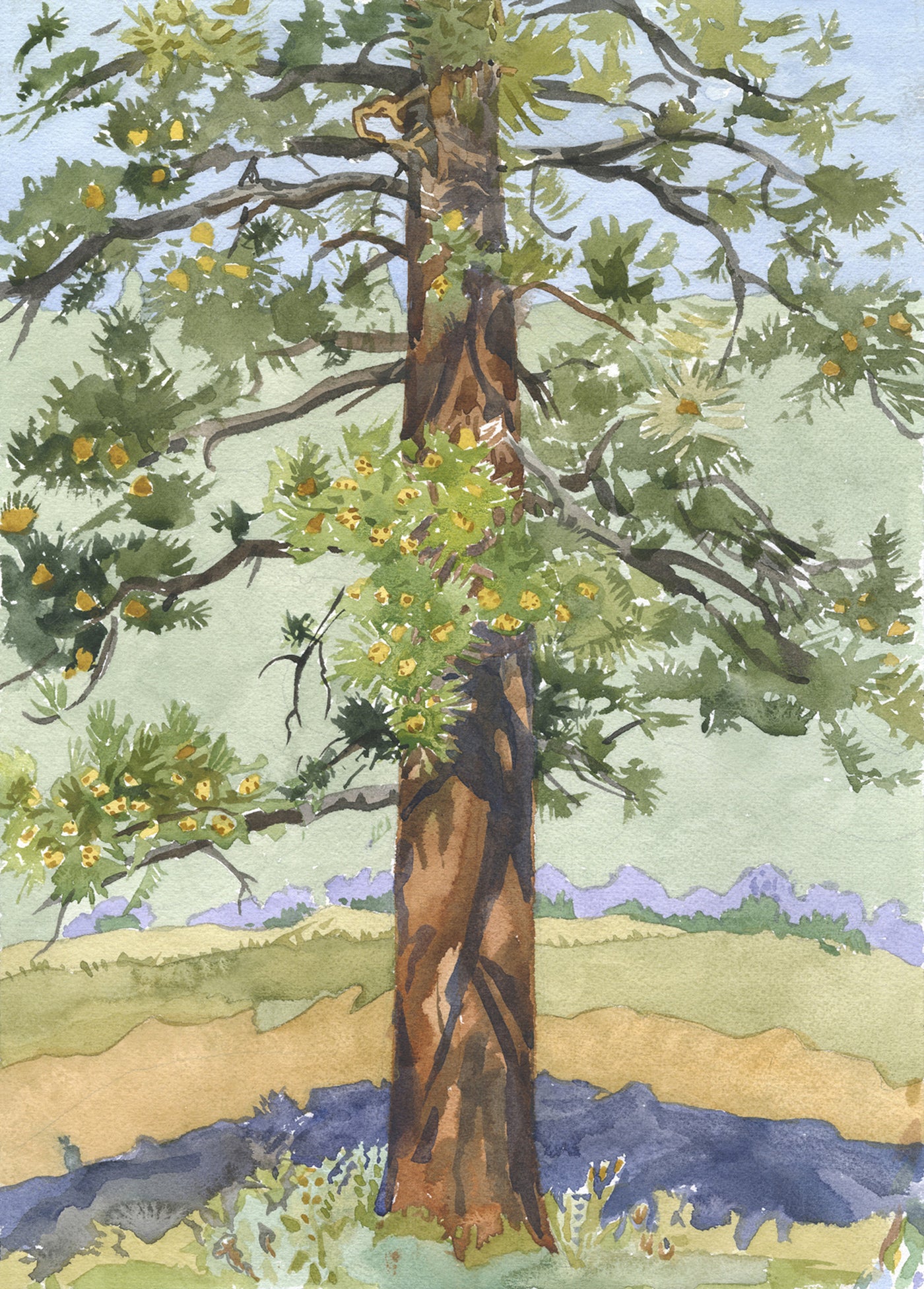 The Ponderosa