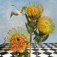 Pincushion Protea