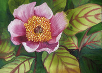 The Last Pink Poppy