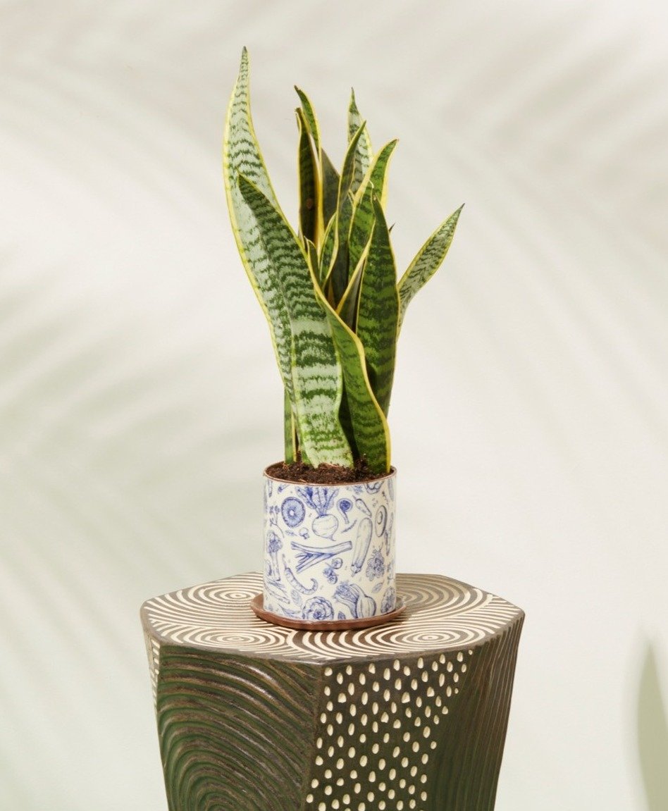 plant not included