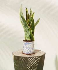 plant not included