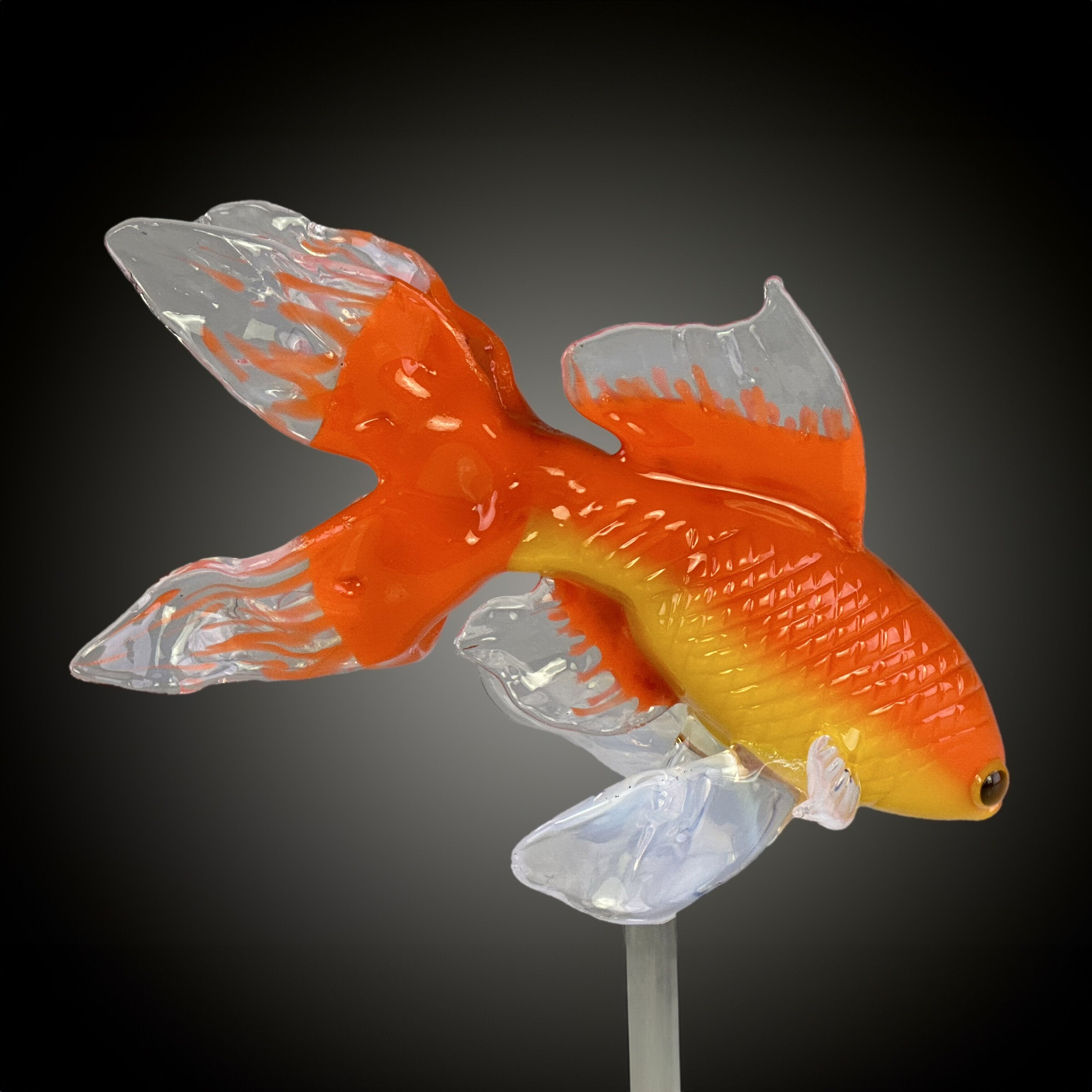 Veil-tail Goldfish