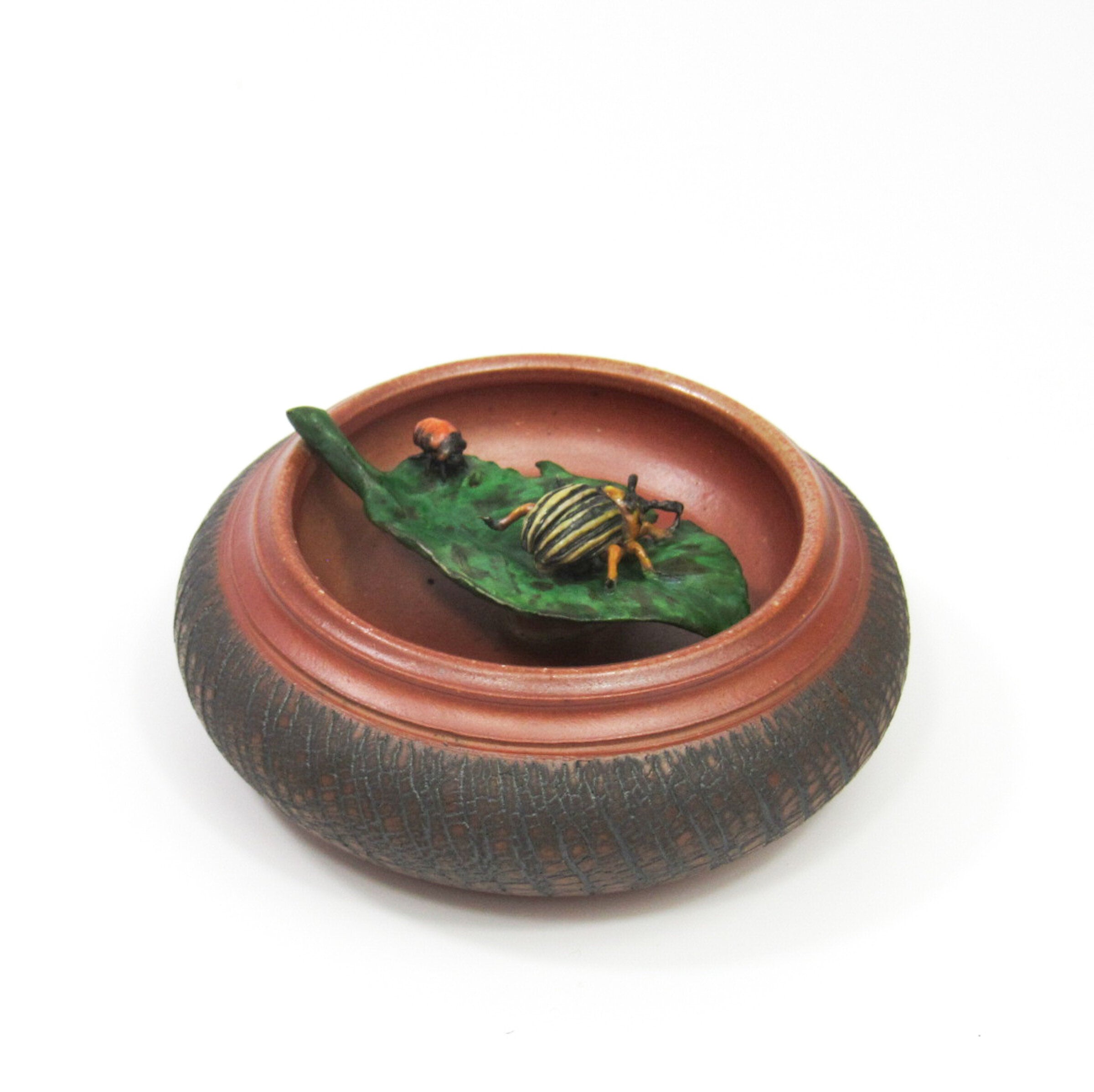 Potato Beetle with Larvae