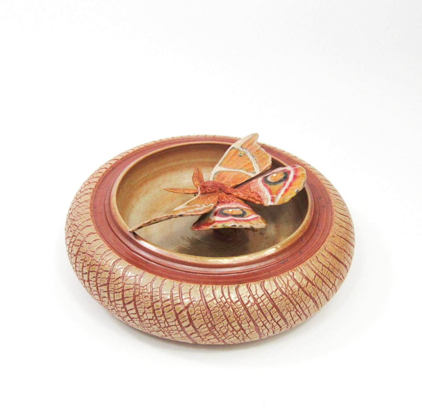 Bullseye Moth (Antherina Suraka)