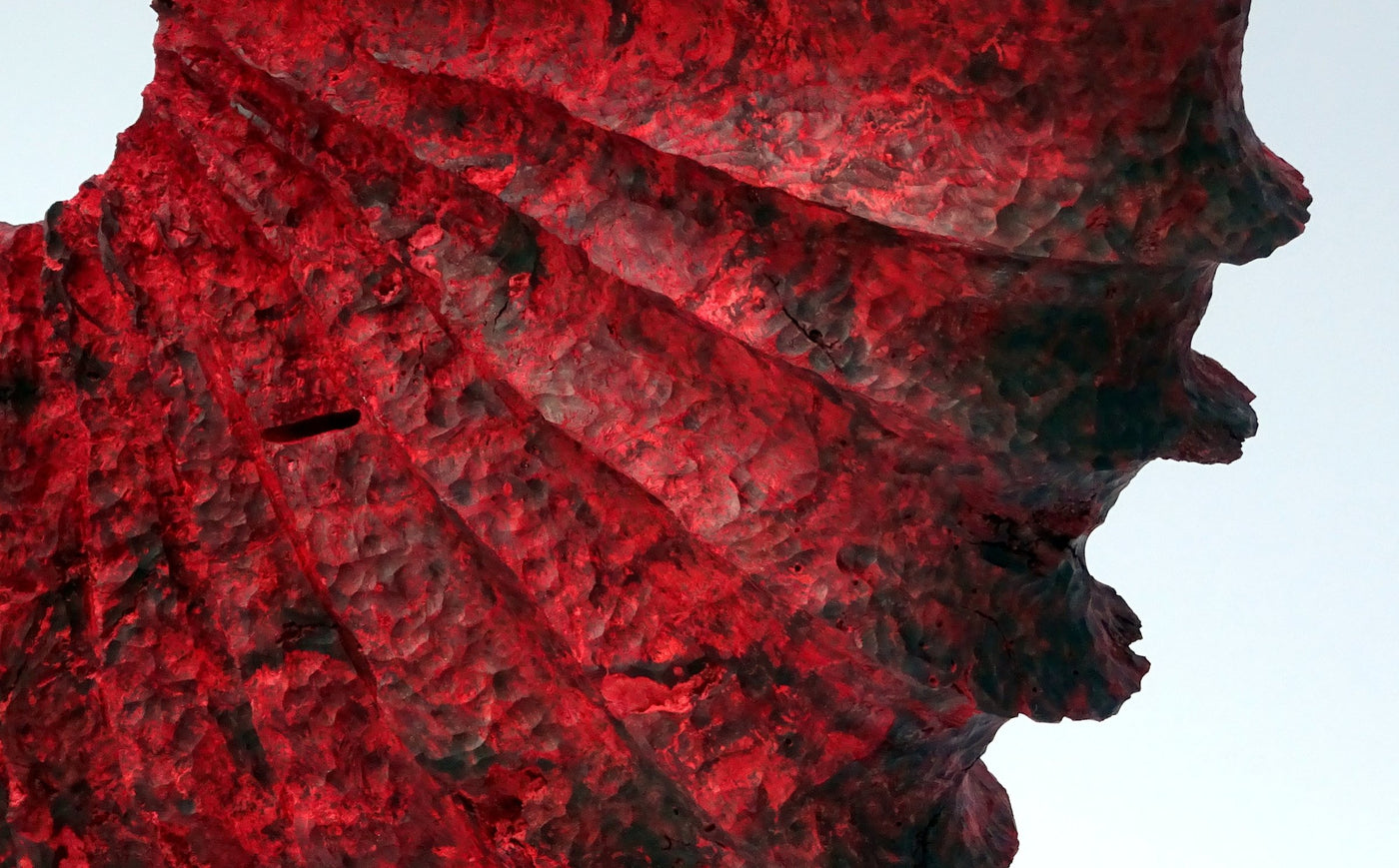 Oak Burl Sculpture