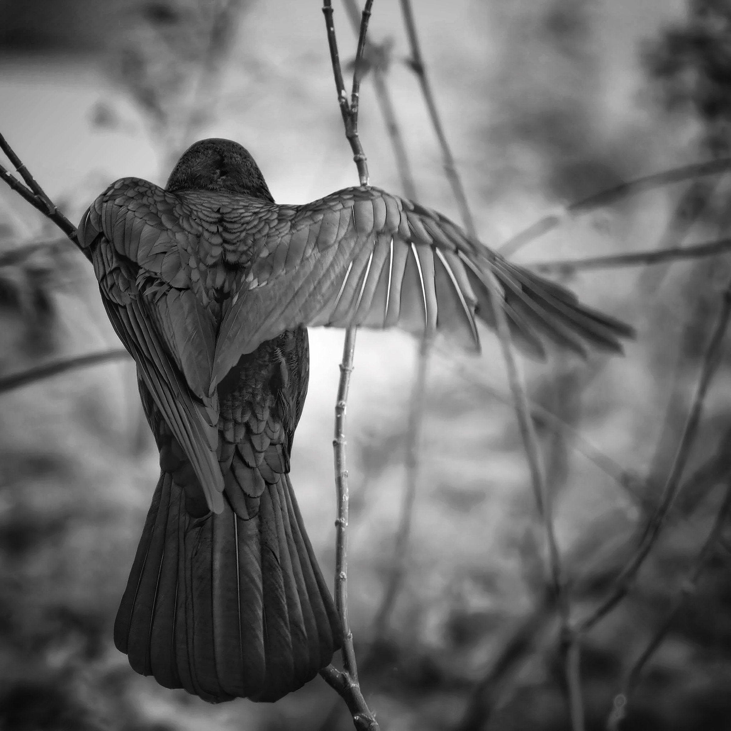 Crow, Portland, Oregon