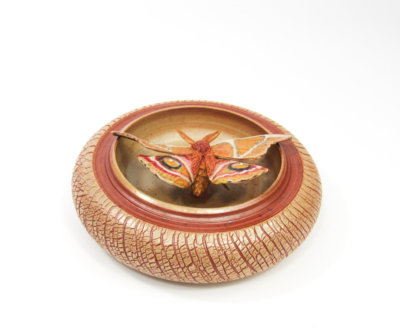 Bullseye Moth (Antherina Suraka)