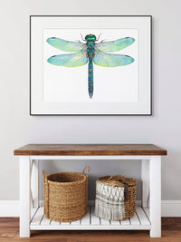 Green Dragonfly - Anax Junius