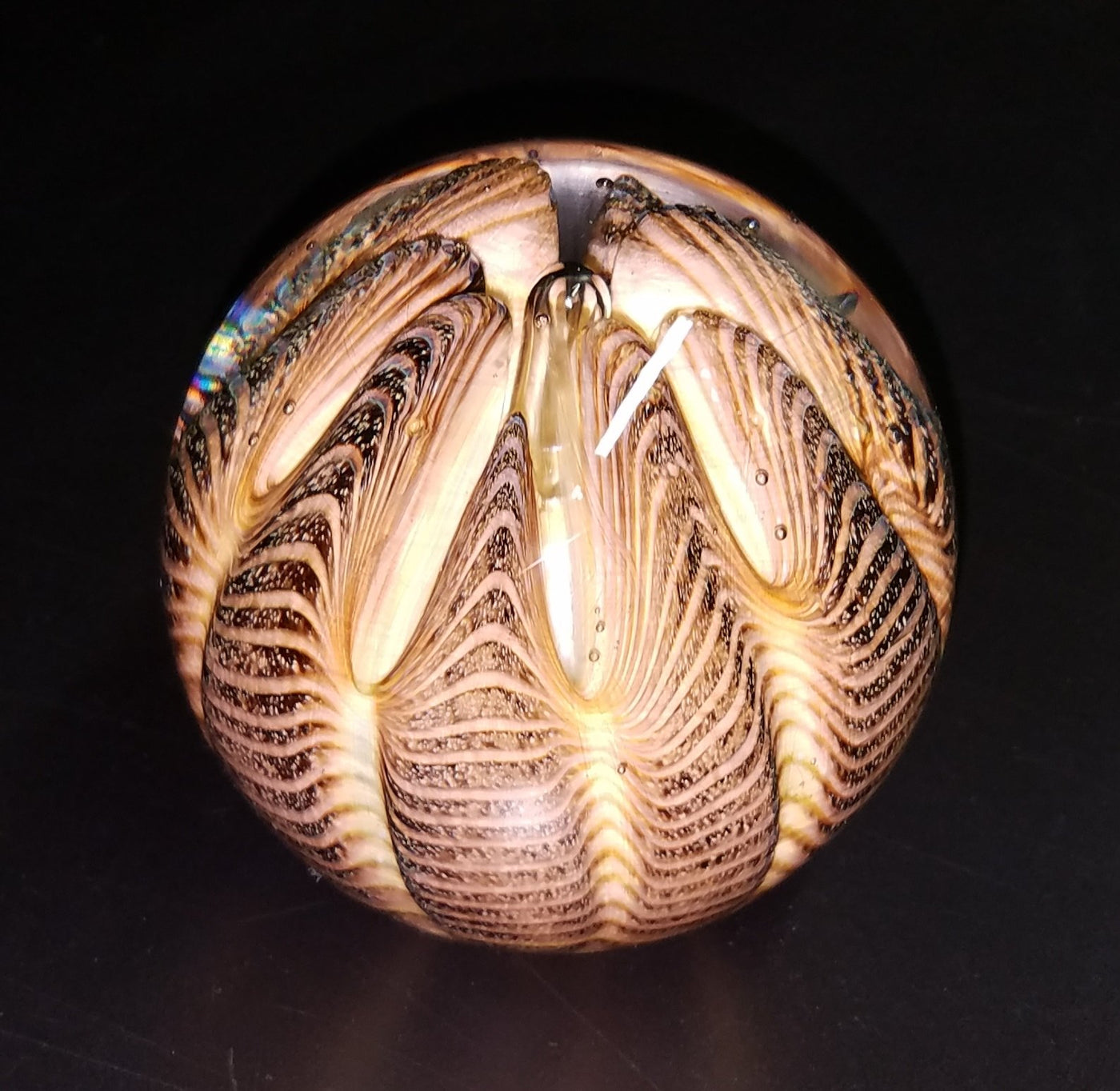 Tiger Urchin