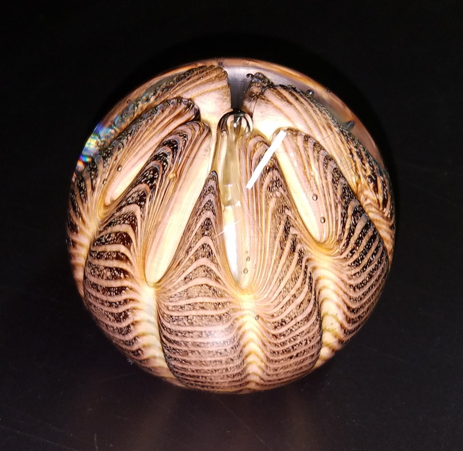 Tiger Urchin
