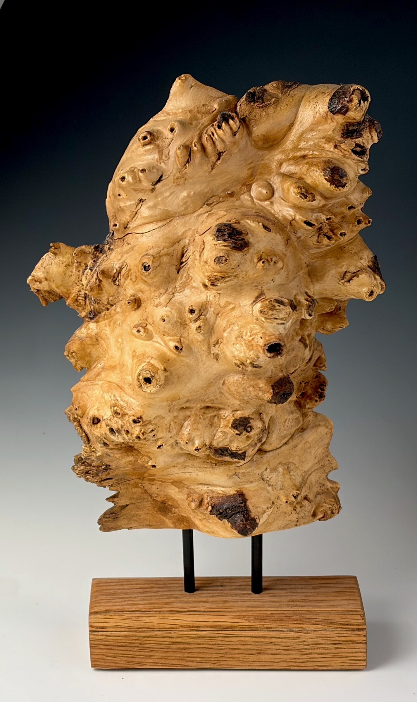 Buckeye Burl Slice