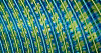 Cerulean/Lime Piscine