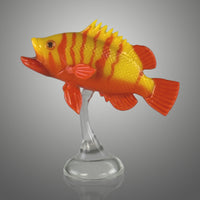 Neptune Grouper