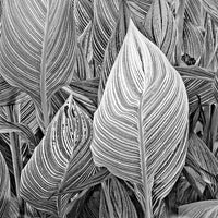 Striped Canna Leaves