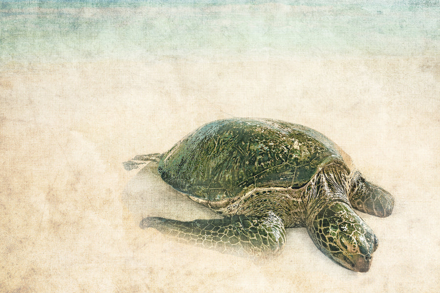 Sea Turtle I