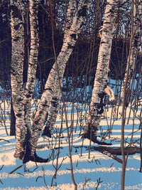 White Birch Shadows