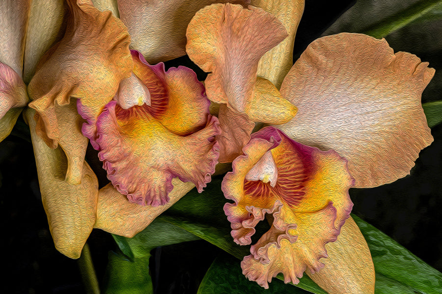 Orchids