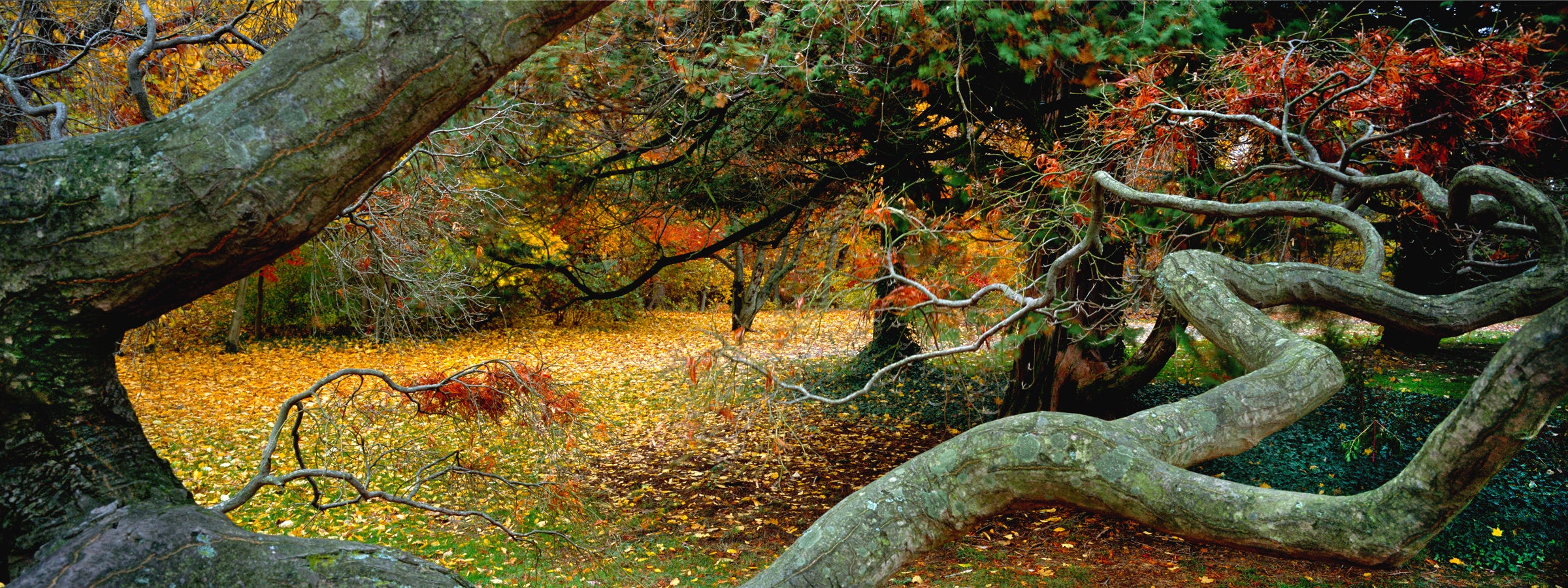 Potter's Tree