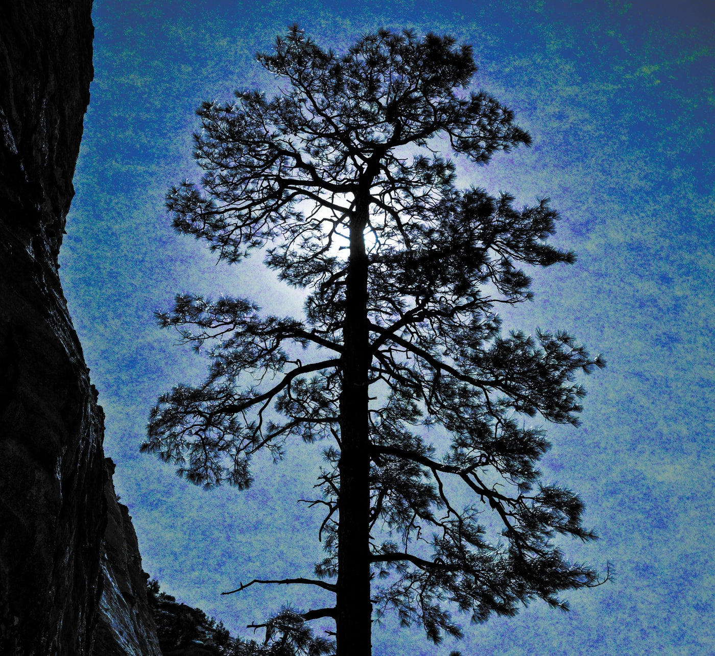 Tree, in a Canyon, American Southwest