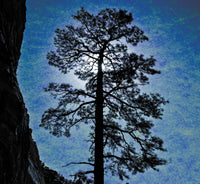 Tree, in a Canyon, American Southwest